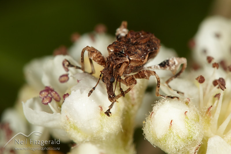 Stephanorhynchus-curvipes-28385.jpg