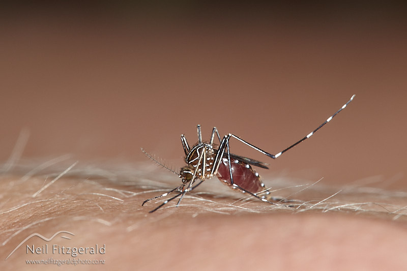 Aedes-notoscriptus-27399.jpg
