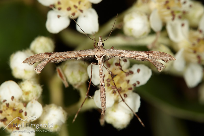 Amblyptilia-repletalis-28389.jpg