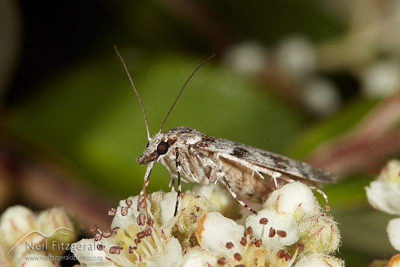 Scoparia-halopis-28388.jpg