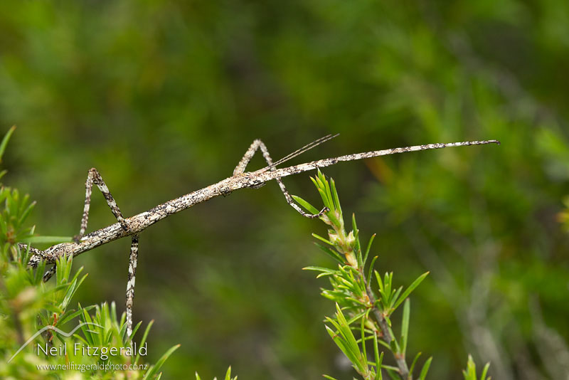 stick-insect_14312.jpg
