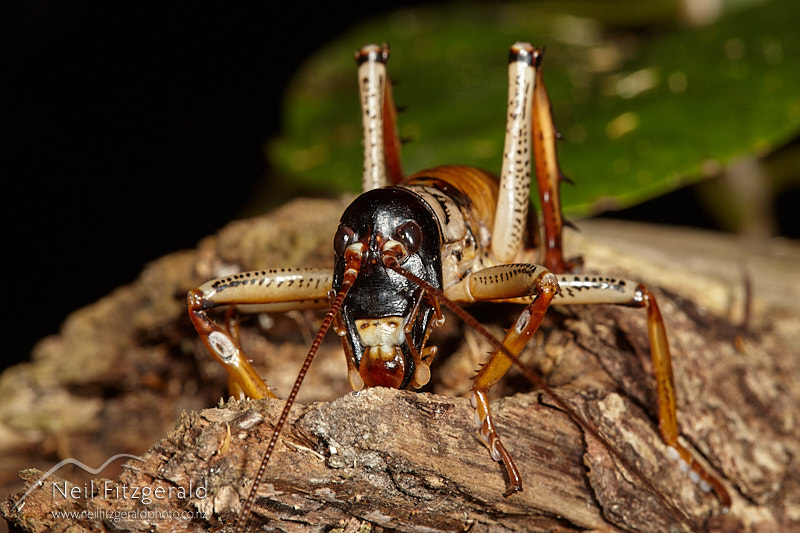 Hemideina-thoracica-28471.jpg