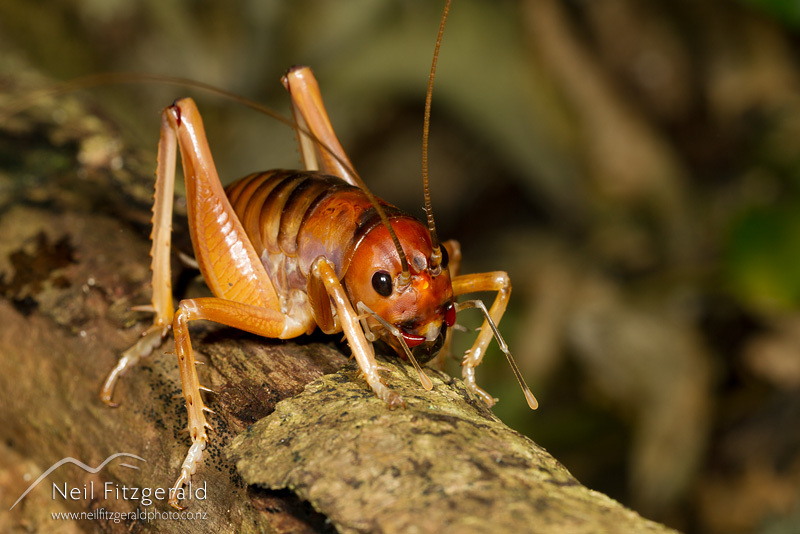 Motuweta-isolata_14926.jpg
