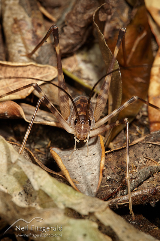 Pachyrhamma-cavernae-28468.jpg