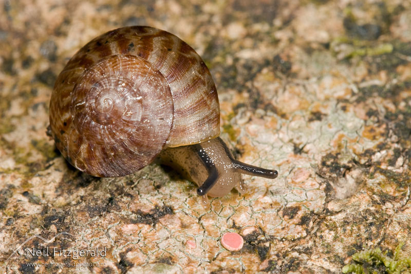 snail_6145.jpg