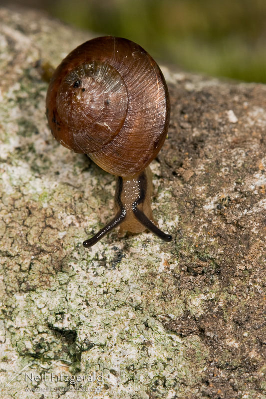 snail_6147.jpg