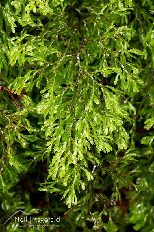 Hymenophyllum-bivalve-24707.jpg