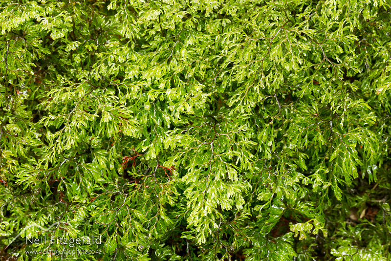 Hymenophyllum-bivalve-24708.jpg