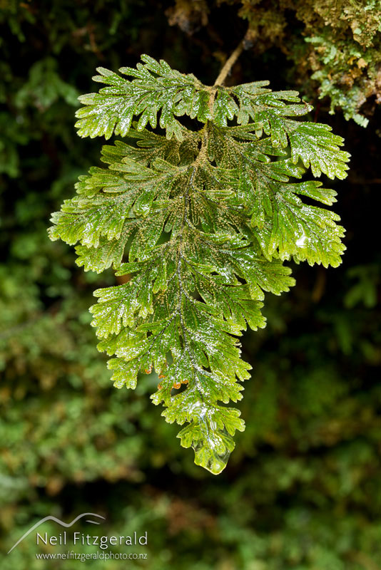 Hymenophyllum-frankliniae-20089.jpg