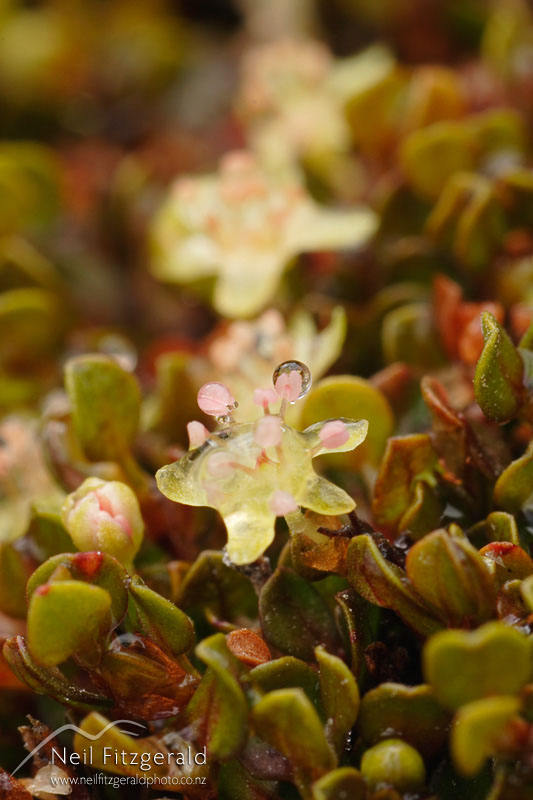 Muehlenbeckia-axillaris_0847.jpg