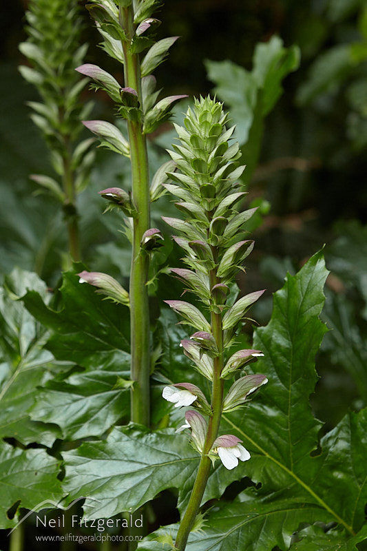 Acanthus-mollis-28380.jpg