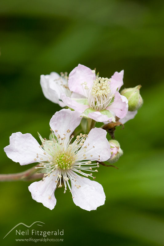 Rubus-fruticosus_1378.jpg