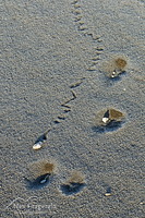 Pumice trails