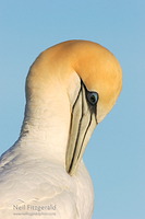 Australasian gannet