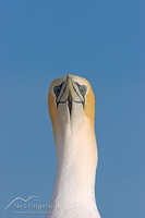 Australasian gannet