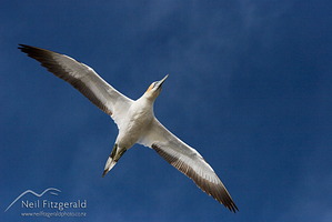 Australasian gannet