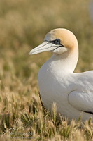 Australasian gannet