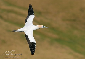 Australasian gannet