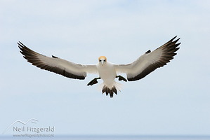 Australasian gannet