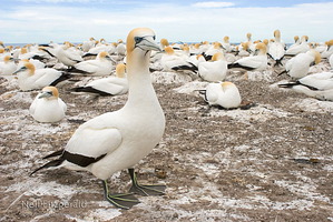 Australasian gannet