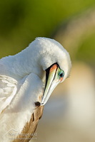 Red-footed booby