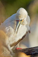 Red-footed booby
