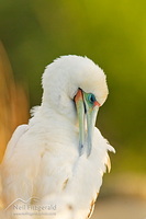 Red-footed booby