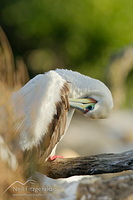 Red-footed booby