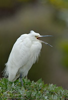 Little egret