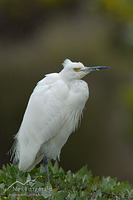 Little egret