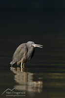 Reef heron