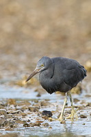 Reef Heron