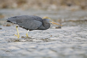 Reef Heron