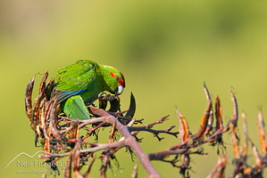 Red-crowned parakeet
