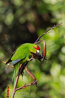 Red-crowned parakeet