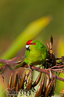 Red-crowned parakeet