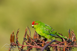 Red-crowned parakeet
