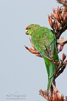 Red-crowned parakeet