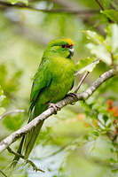 Yellow-crowned parakeet