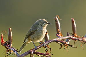 Bellbird