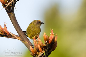 Bellbird