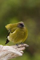 Bellbird/korimako