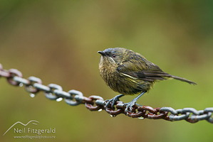Bellbird perched on chain