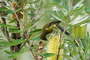 Male bellbird