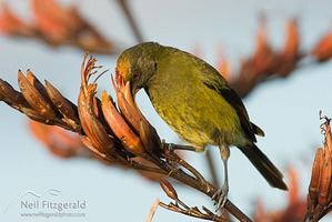 Male bellbird