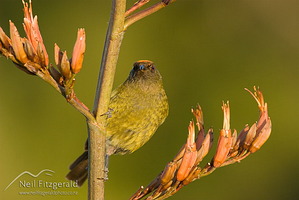 Male bellbird