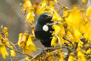Tui