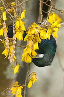 Tui