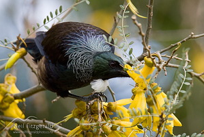 Tui