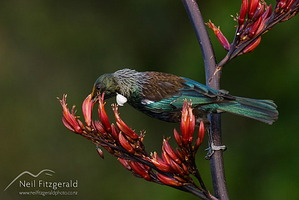 Tui